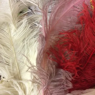 Donated red and white feathers